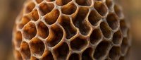 Close-up macro view of natural honeycomb structure showing hexagonal cells with warm brown tones and organic geometric patterns for design projects.