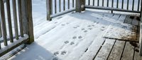Young brown dog walking across snowy wooden deck leaving paw prints in fresh snow during winter season, outdoor pet activity.