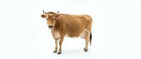 Brown cow standing in profile against white background, suitable for agricultural, livestock, and farming industry marketing materials.