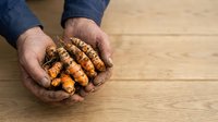 Male hands holding freshly harvested turmeric root on wooden surface. Suitable for culinary, agricultural, organic farming, and wellness content.