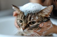 Wet tabby cat getting bathed with soap suds on head while being held by caring hands. Close up view shows facial expression during grooming routine.