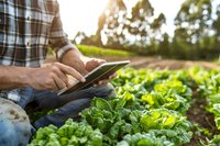 Farmer using digital tablet while inspecting fresh lettuce crop in organic vegetable garden during sunset, modern agriculture technology in farming.