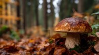 Wild porcini mushroom growing in autumn forest with fallen leaves and blurred woodland background.