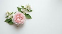 Elegant pink ranunculus flower with white jasmine blooms and green leaves arranged on clean white background for wedding invitations and romantic designs.