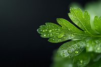Fresh green parsley leaf with water drops on dark background, macro photography showing detailed texture and morning dew, natural organic herbs concept.