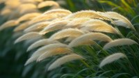 Golden ornamental grass plumes swaying in gentle breeze with warm sunlight creating soft bokeh background for natural landscaping and garden design projects.