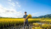 Young male farmer of Asian ethnicity holding harvested rice stalks in flooded paddy field during golden hour, with mountains visible in distant background, representing agricultural harvest, rural farming practices, and sustainable food production.