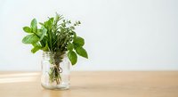 Fresh green herbs in glass jar on wooden table against white background for cooking and culinary design projects.
