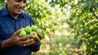 Mature male farmer holding freshly harvested green mangoes in orchard setting, showcasing agricultural produce and farming lifestyle for commercial and editorial use.
