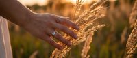 Hand gently touching golden wheat ears in warm sunlight, symbolizing harvest, agriculture, and connection with nature in rural farming landscape.