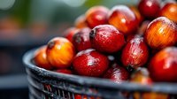 Fresh ripe coffee cherries in dark basket, vibrant red and orange fruits with water drops, macro shot showing natural texture and glossy surface. Suitable for coffee industry.