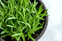 Fresh savory herb plant growing in gray pot, showing vibrant green leaves and stems against white background, macro view of aromatic culinary herbs.