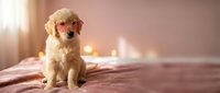 Adorable golden retriever puppy sitting on cozy bed in warm sunlit bedroom with soft lighting creating peaceful morning atmosphere for pet care content.
