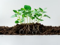 Young green seedlings growing in soil with visible root system against white background, showing plant growth stages and underground development process.