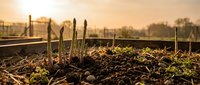 Young asparagus spears emerging from rich soil in organic garden bed during golden hour sunrise, sustainable farming and fresh vegetable cultivation.