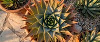 Stunning succulent garden with geometric spiral patterns and golden hour lighting creating warm shadows on desert plants in terracotta pots.