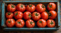 Fresh ripe red tomatoes arranged in vintage turquoise wooden box, top view. Natural organic produce with green stems showing farm-to-table quality.