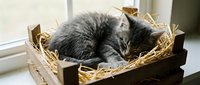 Adorable gray tabby kitten sleeping peacefully in wooden crate with straw bedding by sunny window. Cozy pet comfort and relaxation scene.