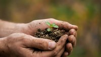 Caucasian male hands holding rich soil with small green seedling sprout, symbolizing growth, environmental care, and sustainable agriculture for gardening and eco-friendly projects.