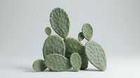 Green prickly pear cactus pads with spines arranged in natural cluster formation on clean white background, isolated desert plant for botanical design.