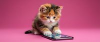 Fluffy tabby kitten wearing glasses, paws on smartphone against pink background, playful pet technology concept.