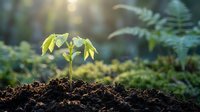 Young green plant seedling growing from rich dark soil in natural forest environment with soft sunlight and ferns in blurred background.