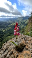 Vibrant red orchid growing from rocky mountain cliff against dramatic valley landscape with cloudy sky and green mountains, showcasing nature's resilience and beauty.