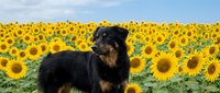 Black and tan dog sitting in vibrant sunflower field under blue sky. Pet portrait in agricultural landscape for summer outdoor lifestyle content.