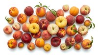 Fresh stone fruits collection with peaches, plums, apricots and nectarines arranged on white background for healthy eating and summer harvest concepts.