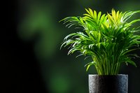 Vibrant green areca palm in modern dark concrete pot against blurred forest background, minimalist home decor composition with dramatic lighting.