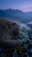 Porcupine resting on mossy rock at twilight with mountain landscape and purple sky in background for wildlife and nature photography projects.
