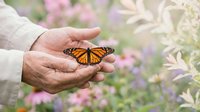 Gentle hands holding orange monarch butterfly in blooming garden with soft purple flowers creating peaceful nature connection and wildlife conservation moment.