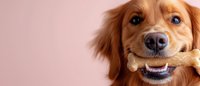 Happy golden retriever dog holding bone treat in mouth against soft pink background for pet care advertising and veterinary promotions.