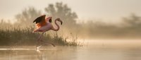 Great heron wading through misty morning waters near reeds, ideal for nature and wildlife editorial use.