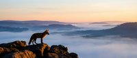 Wolf standing on rocky outcrop at sunrise overlooking misty valley landscape with mountains in background, suitable for wildlife and nature editorial use.