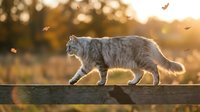 Fluffy gray tabby cat walking on wooden fence during golden hour sunset with warm bokeh lights and floating autumn leaves in background.
