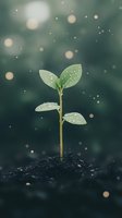 Young seedling with water droplets on leaves growing in soil against blurred bokeh background. Suitable for environmental, growth, sustainability, and nature-themed designs.