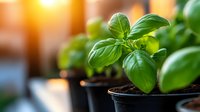 Fresh basil plants growing in small black pots with rich soil, captured in warm sunlight creating a vibrant kitchen garden atmosphere.