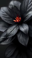 Dramatic black leaves with vibrant orange flower center in moody dark setting, selective color nature photography for wall art and editorial use.
