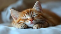 Sleeping ginger cat with closed eyes resting on soft white bedding, showing peaceful expression and relaxed paws in natural morning light.