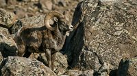 Bighorn sheep ram with curved horns standing on rocky mountain terrain in natural desert habitat during golden hour sunlight for wildlife photography.