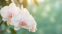 Delicate white orchid flowers with soft pink centers blooming on blurred green background with warm golden sunlight creating peaceful spa atmosphere.