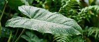 Tropical leaf with water droplets in lush green foliage, suitable for nature, botanical, and environmental design projects.