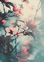 Dreamy pink cherry blossoms against turquoise background with soft bokeh effect, creating romantic spring atmosphere for wedding and lifestyle designs.