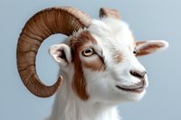Portrait of white and brown ram with curved horns against light background, showing gentle expression and distinctive facial features. Suitable for nature publications.