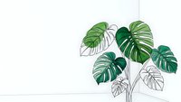 Tropical monstera plant with green leaves against white wall in minimalist modern interior design for home decor and botanical styling concepts.