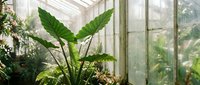 Lush tropical plants growing in bright greenhouse with natural sunlight streaming through glass panels creating serene indoor garden atmosphere.