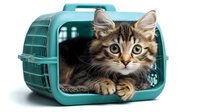 Adorable tabby kitten sitting inside turquoise pet carrier on white background, perfect for veterinary care, travel and pet transportation concepts.