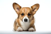 Adorable Pembroke Welsh Corgi puppy with distinctive tan and white markings lying down on white surface, looking directly at camera with alert expression.