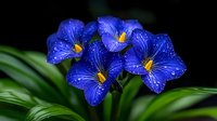 Vibrant blue morning glory flowers with water droplets blooming against dark background, macro photography shows delicate petals and yellow stamens in stunning detail.